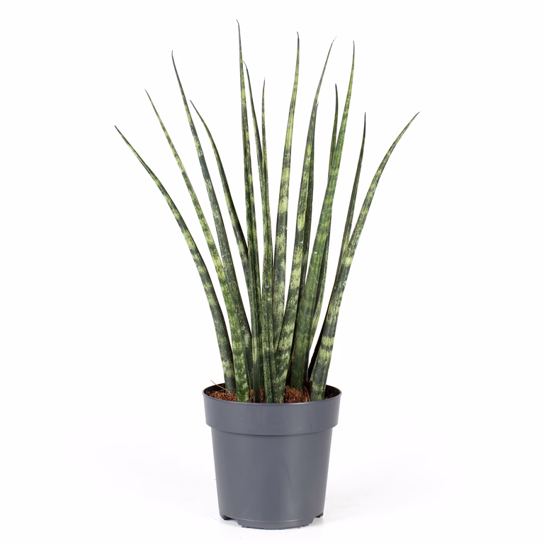 Sansevieria ‘Fernwood’