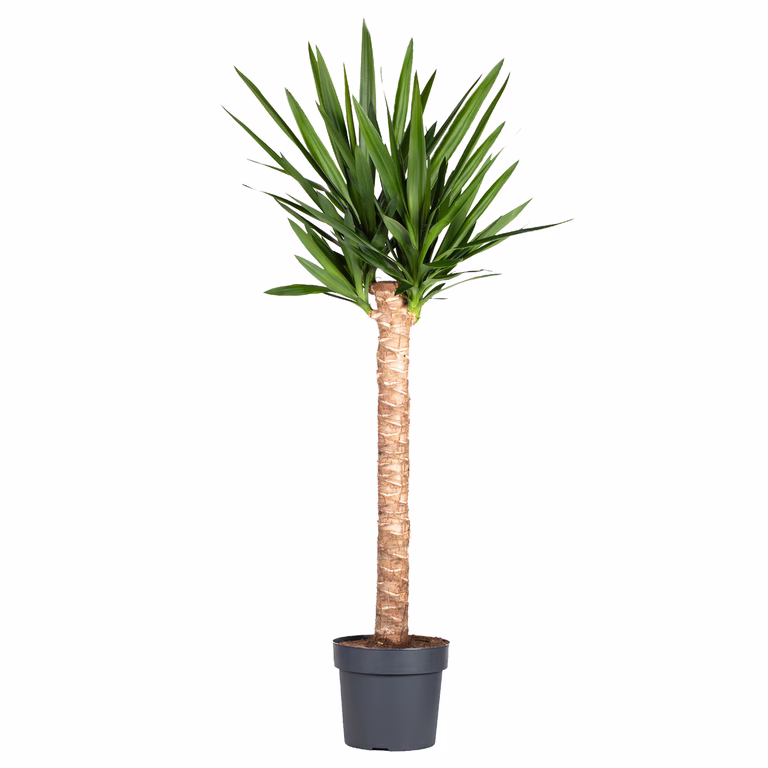 Yucca gigantea 35 cm