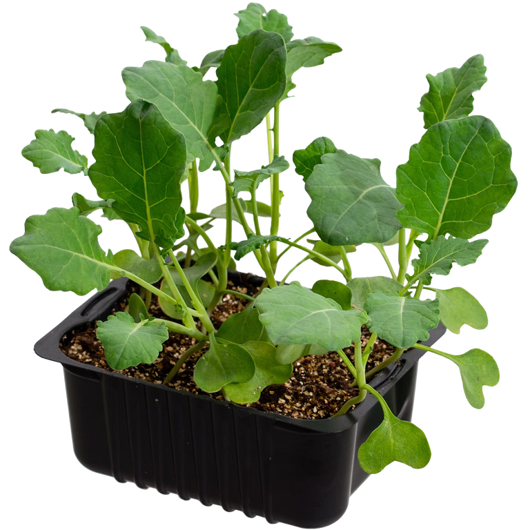 Blomkål 'Goodman'