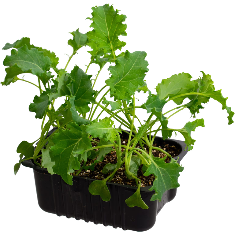Kale 'Bornick' box 14 cm