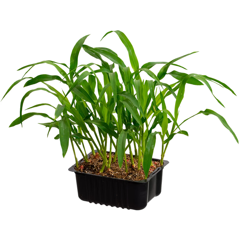 Corn 'Midnight Sun' box 14 cm