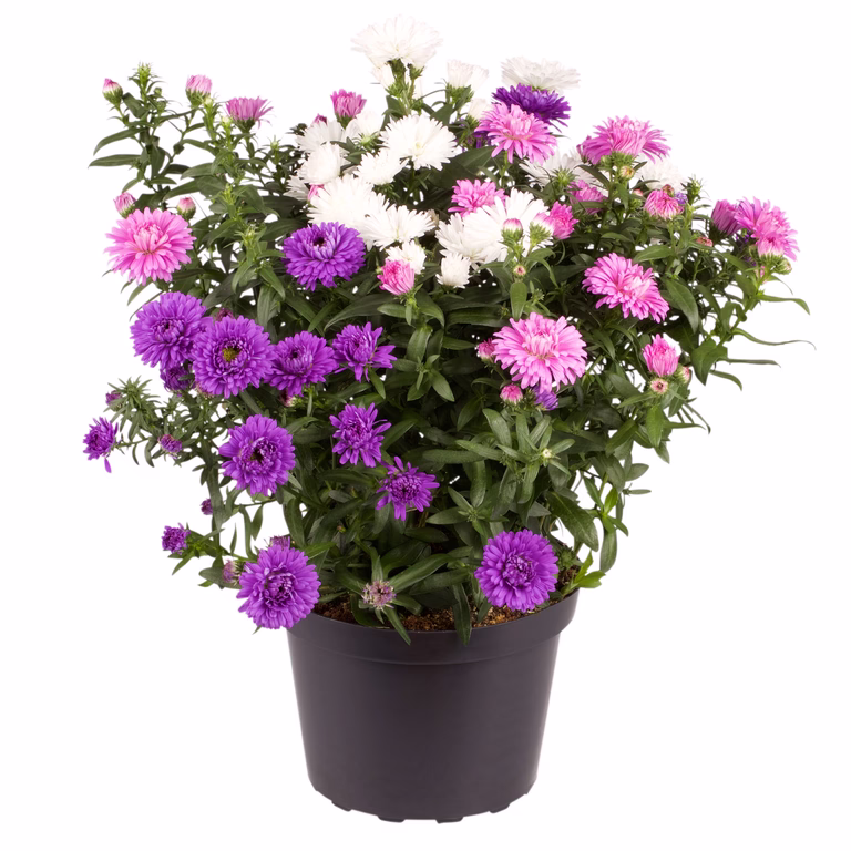 Aster N.B. Romantic G. 14 cm