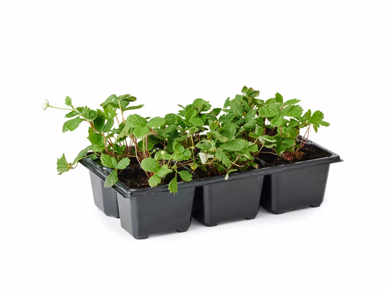 Fragaria vesca 'Rügen' 6-pack