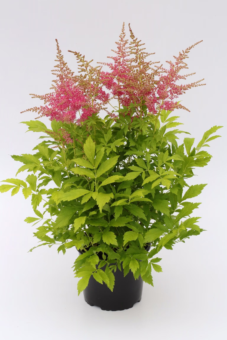 Astilbe Pink 17cm