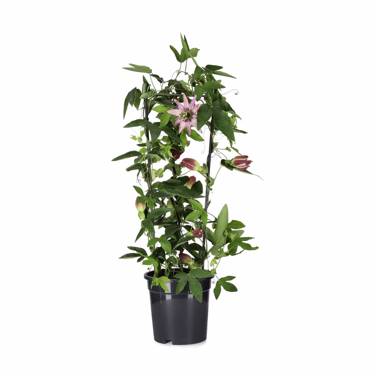 Pasjonsblomst
