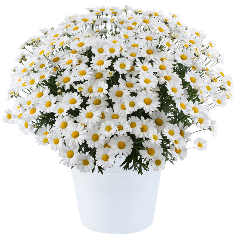 Margeritt