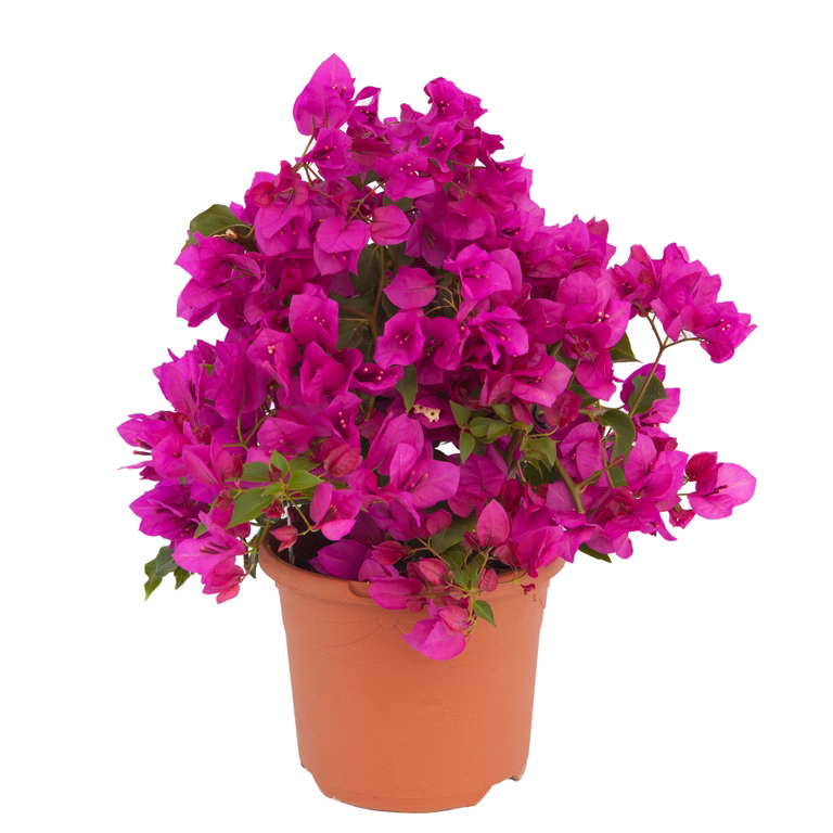 Trillingblomst