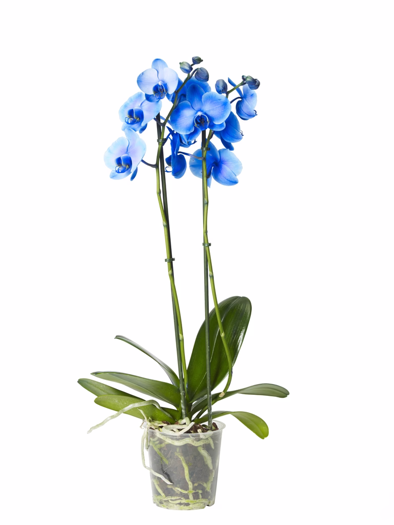 Phalaenopsis