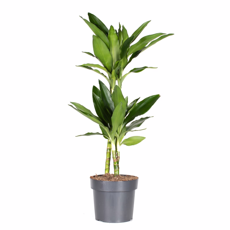 Dracaena fragrans 'Janet Lind' 17 cm