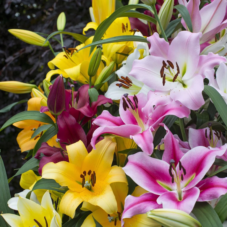 Lillium orientale