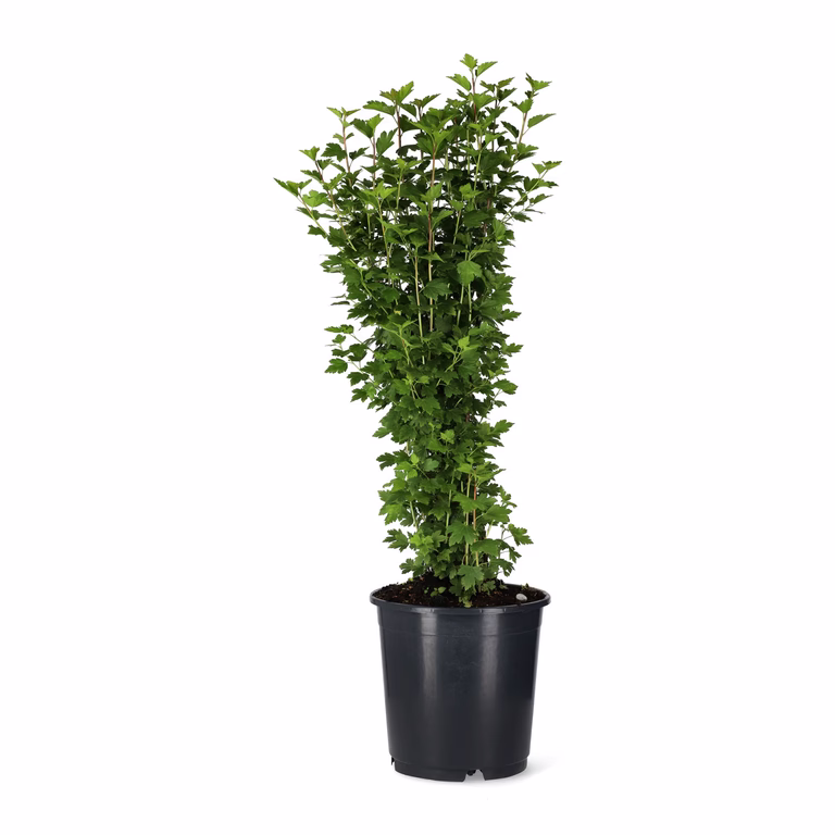 Ribes alpinum 'Schmidt' 10-pack 30-40cm 5,5L