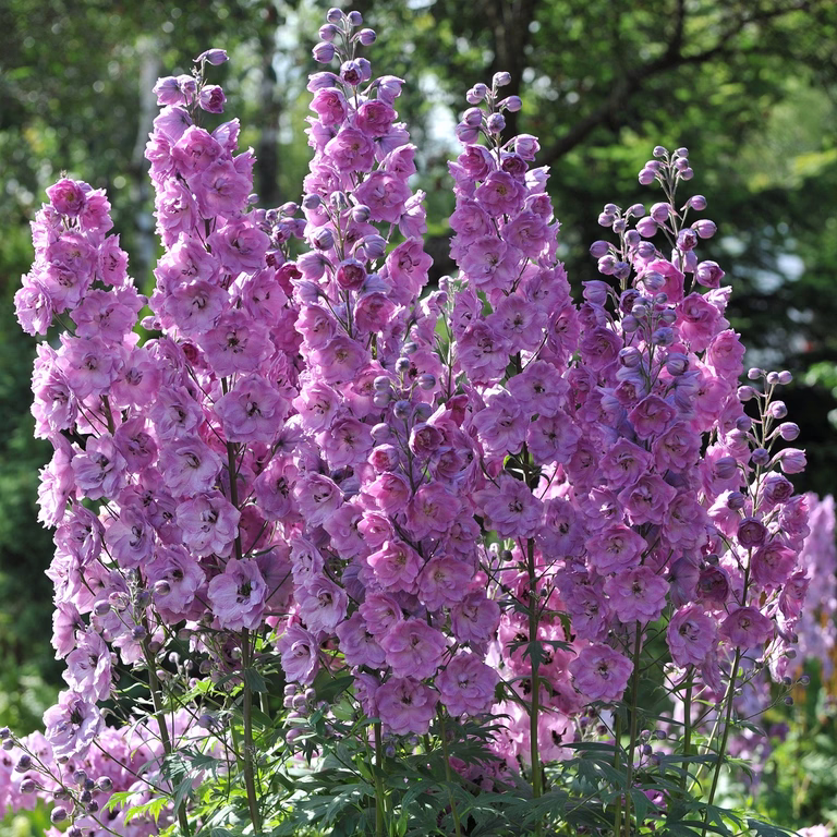 Ridderspore 'Astolat'
