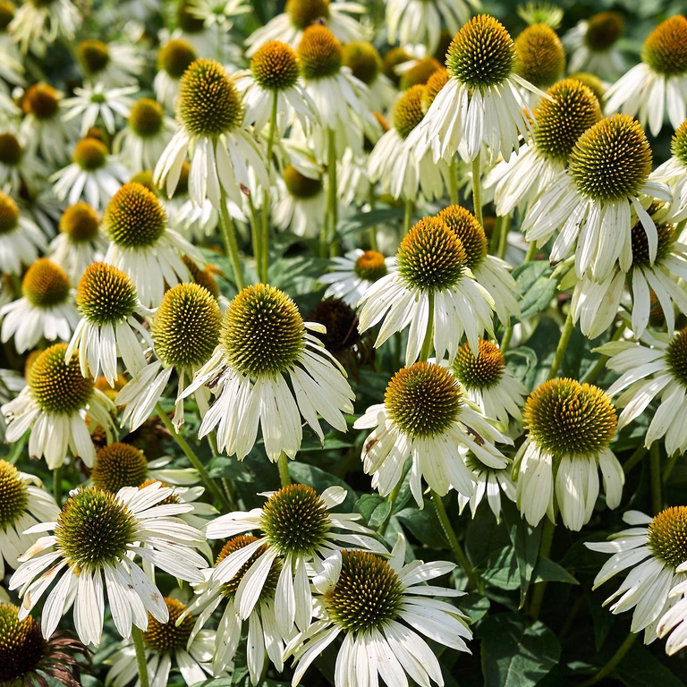 Purpursolhatt 'Alba'