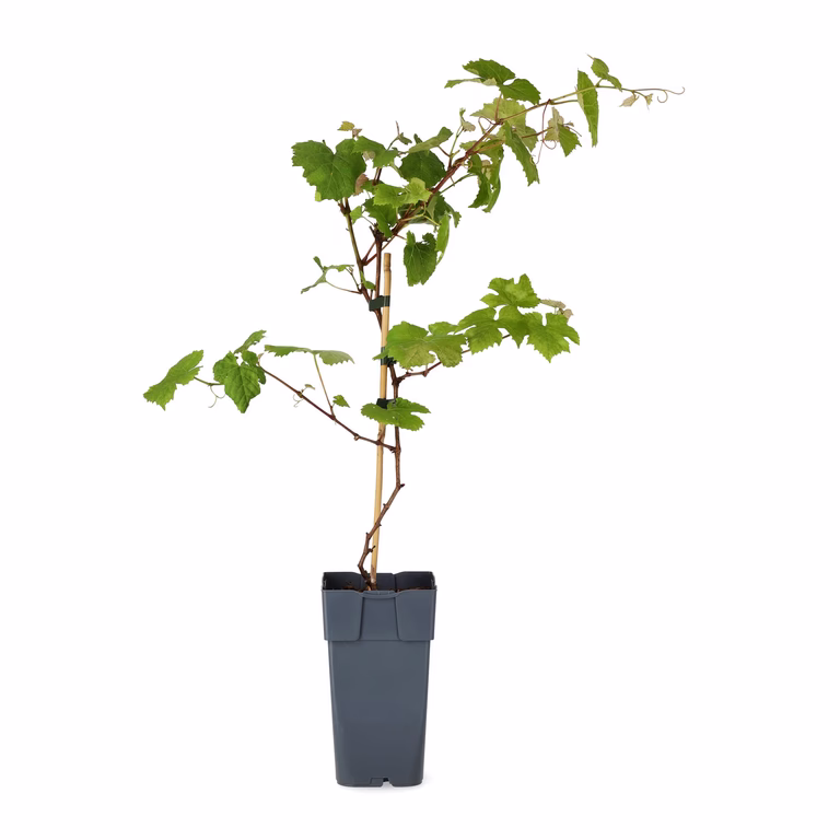 Vinranke 'Spulga'