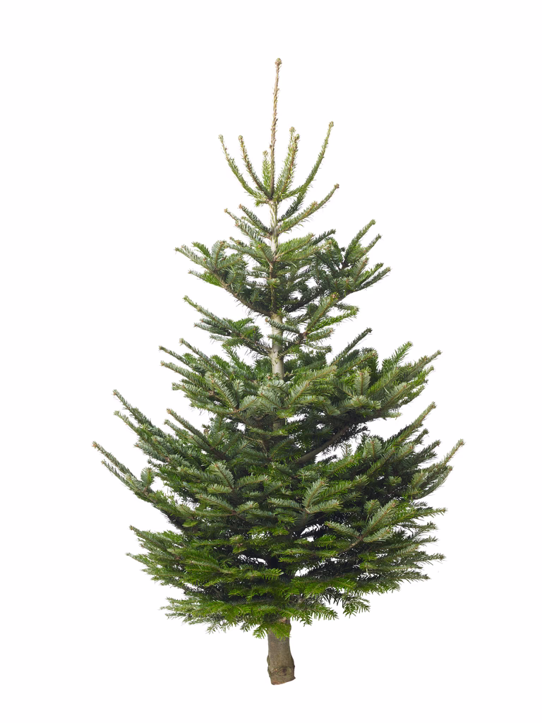 Abies Nordmanniana 110-150 cm