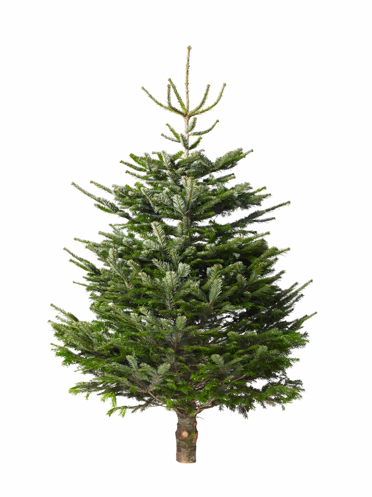 Abies Nordmanniana Excellent 190-220 cm