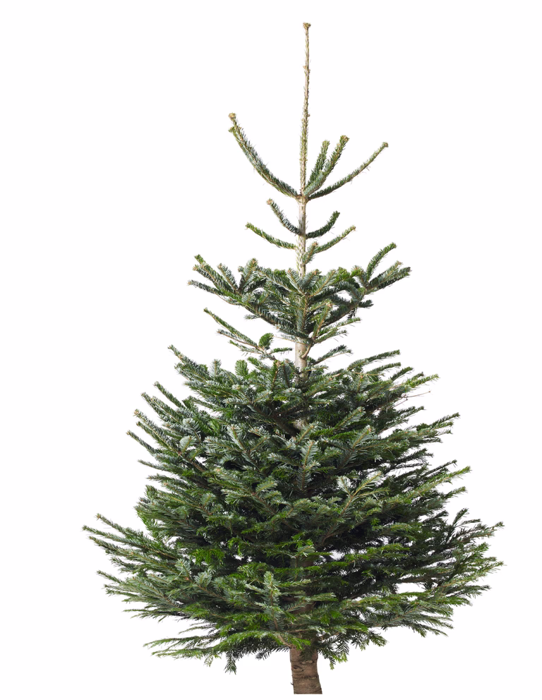 Abies Nordmanniana 190-220 cm