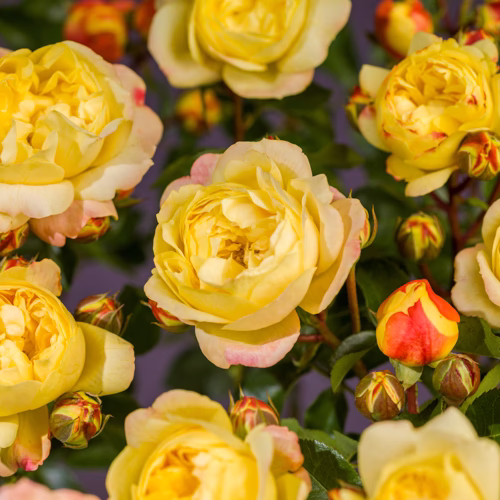 Stilkrose 'Lampion'