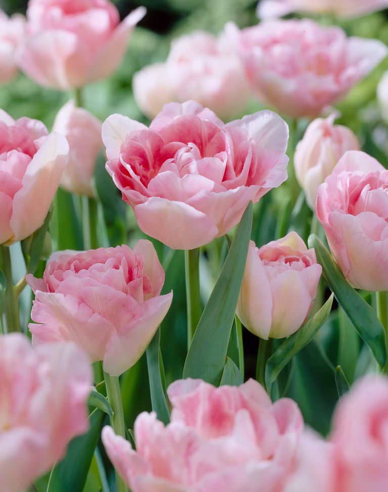 Tulipa Angelique 11/12 pink