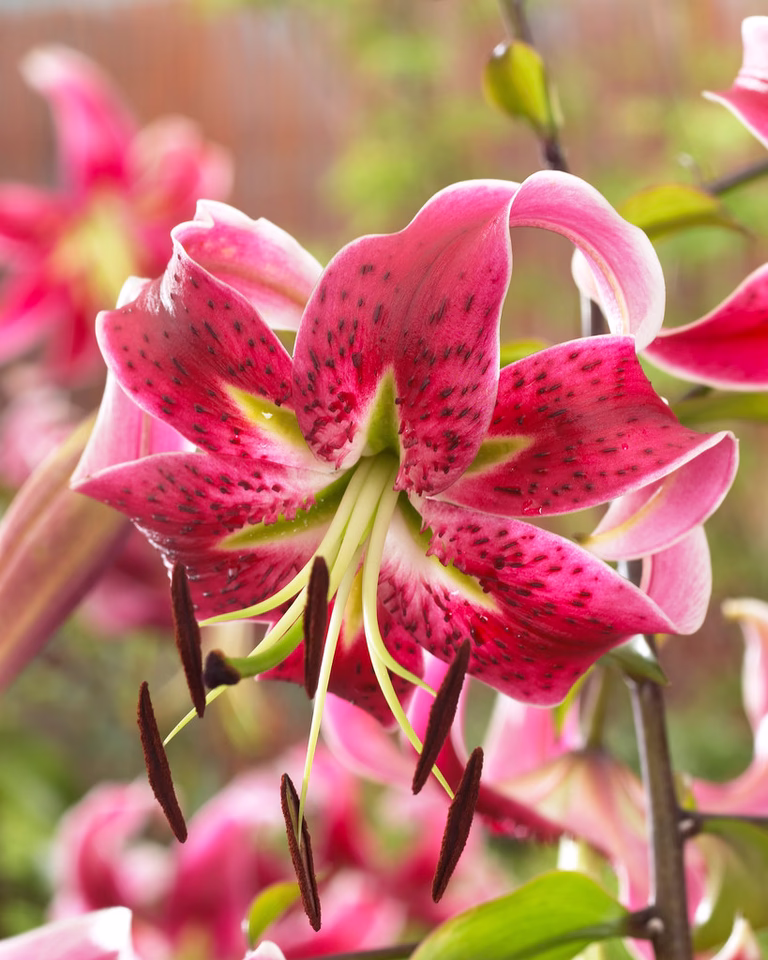 Praktlilje 'Rubrum'
