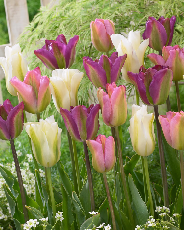 Tulipanmiks Greenland Blend