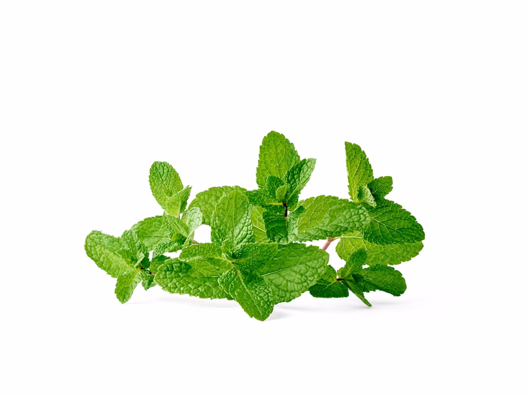 Mynte 'Moroccan'