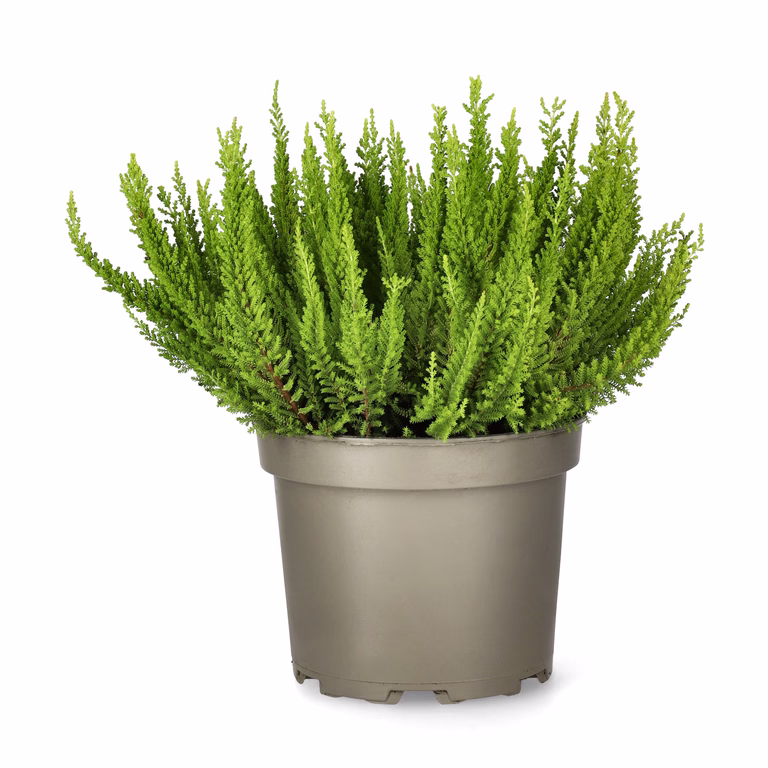 Calluna 'Skyline' 17 cm