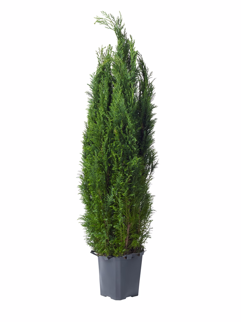 Chamaecyparis l. 'Ellwoodii' 24 cm