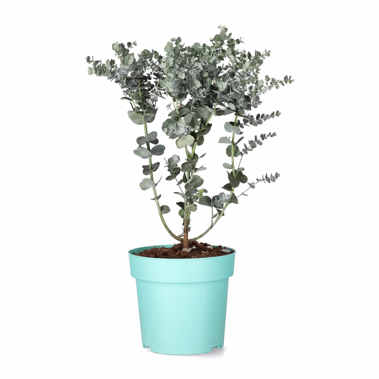 Eucalyptus 'Azura'