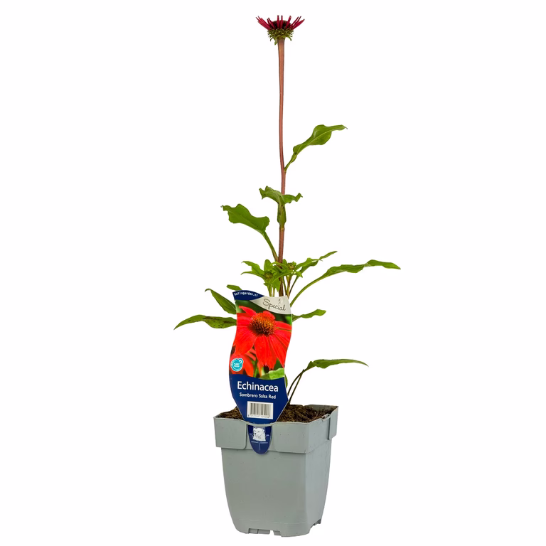 Solhatt 'Sombrero Salsa Red'