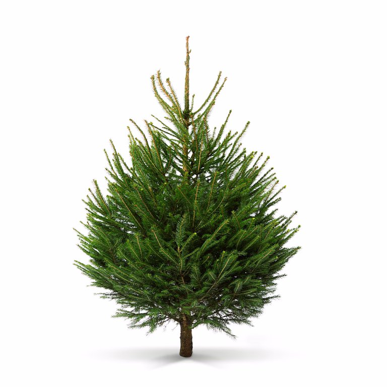 Picea abies 110-150 cm