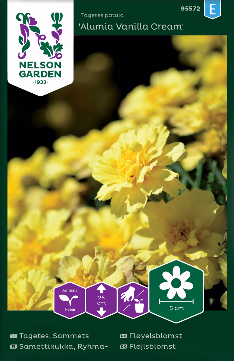 Tagetes, Sammets-, 'Alumia Van