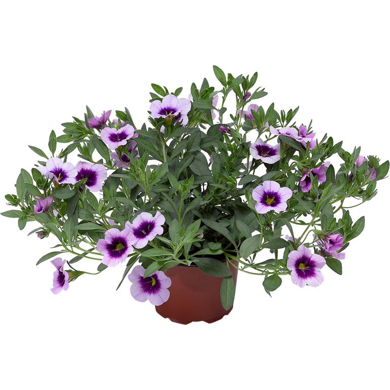 Calibrachoa Purple 12 cm