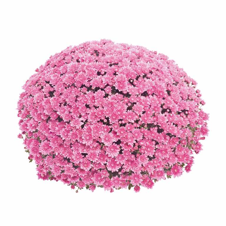 Frilandskrysantemum