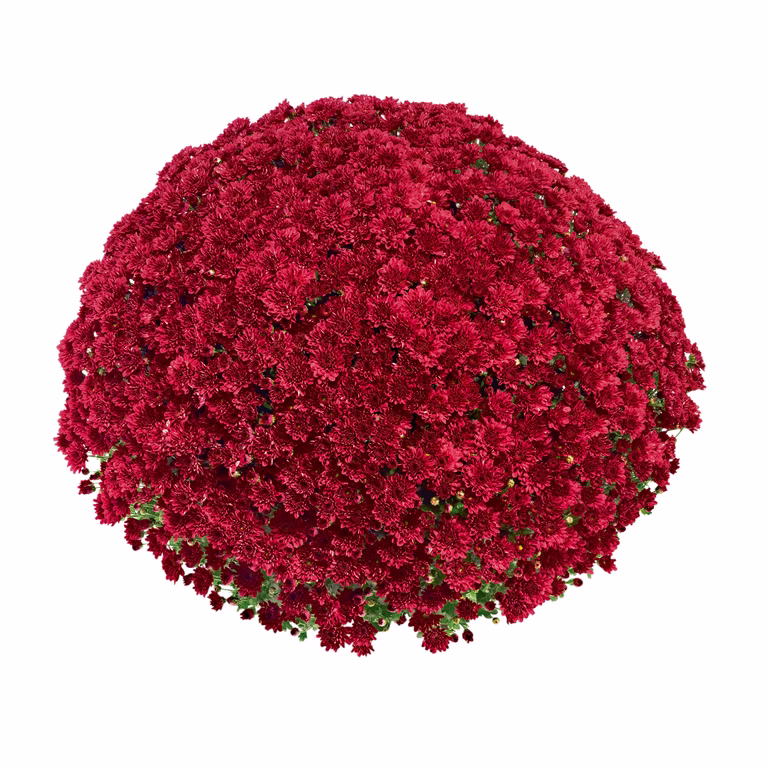 Frilandskrysantemum