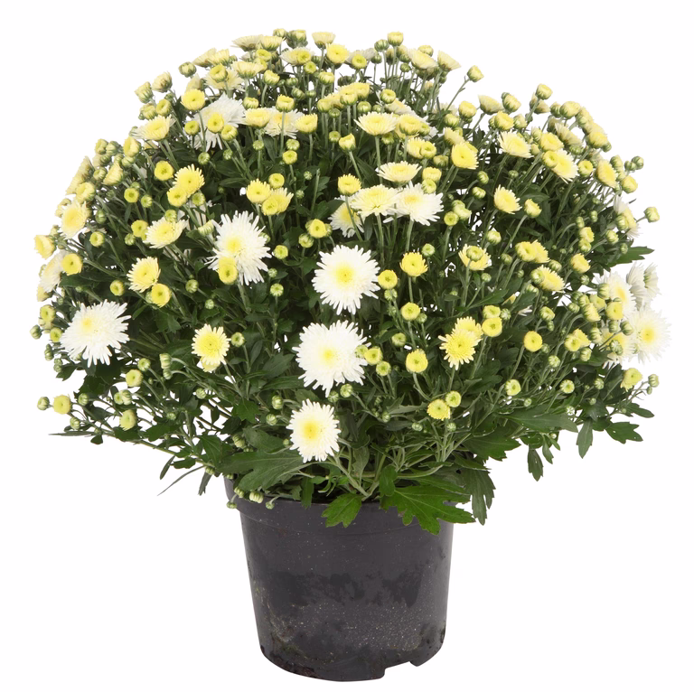 Frilandskrysantemum