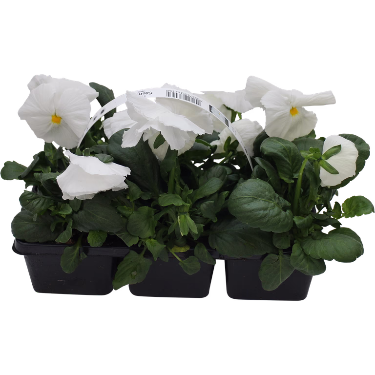 Viola big fl. White 6-pack