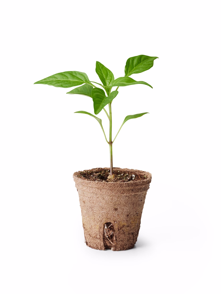 Chili 'Trinidad Moruga Scorpion'