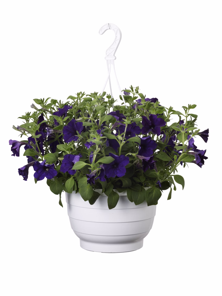 Petunia i ampel