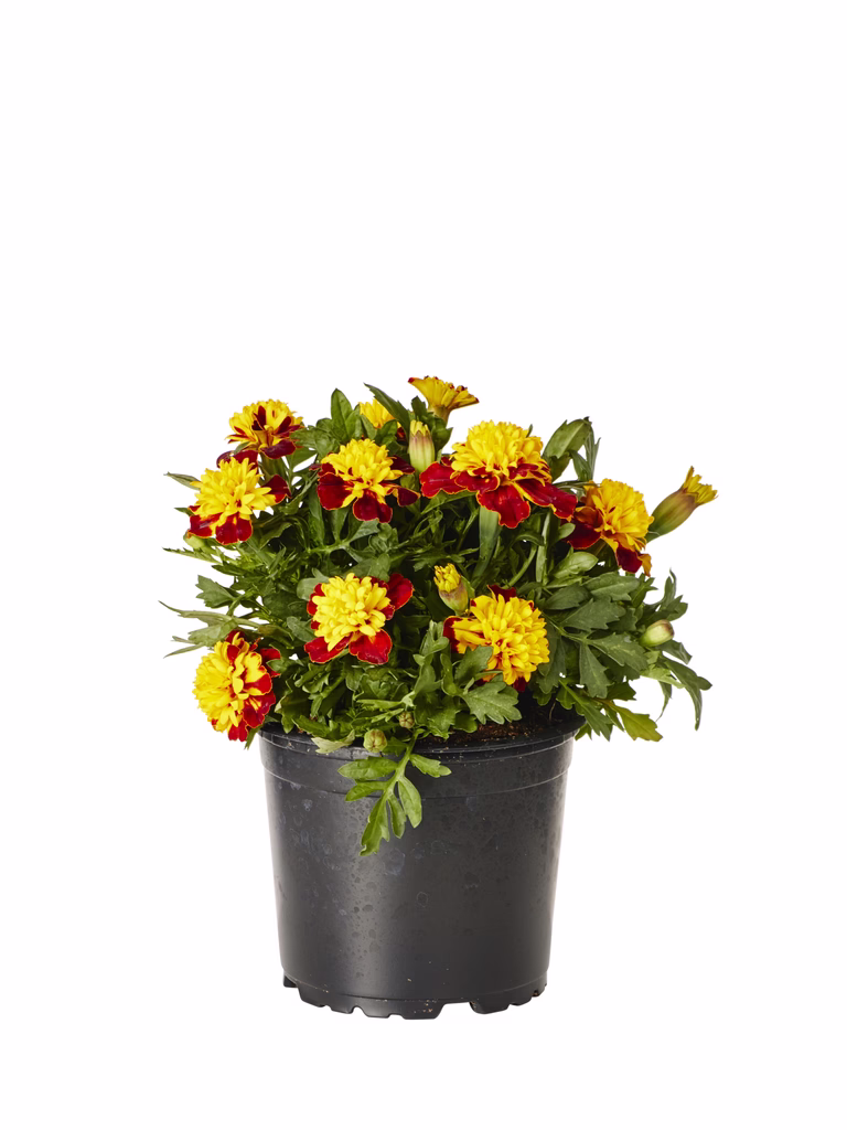 Tagetes small fl. Bicolor 12 cm
