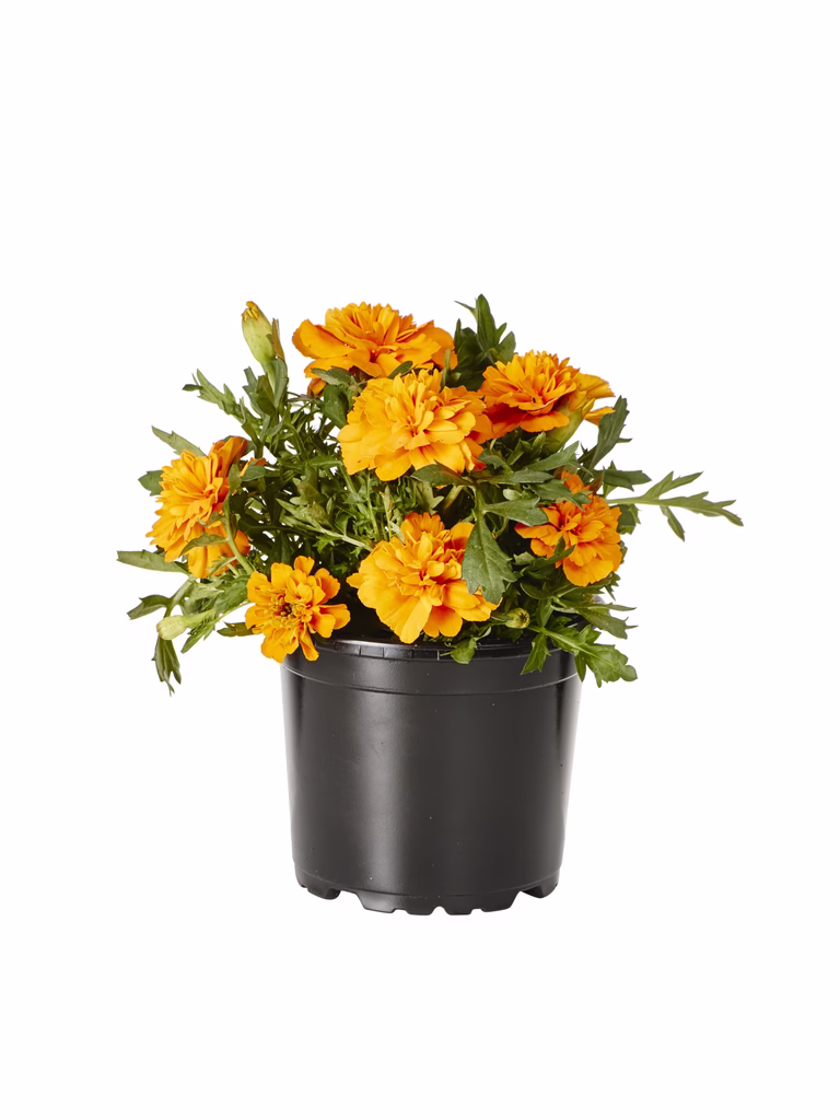 Fløyelsblomst småblomstret
