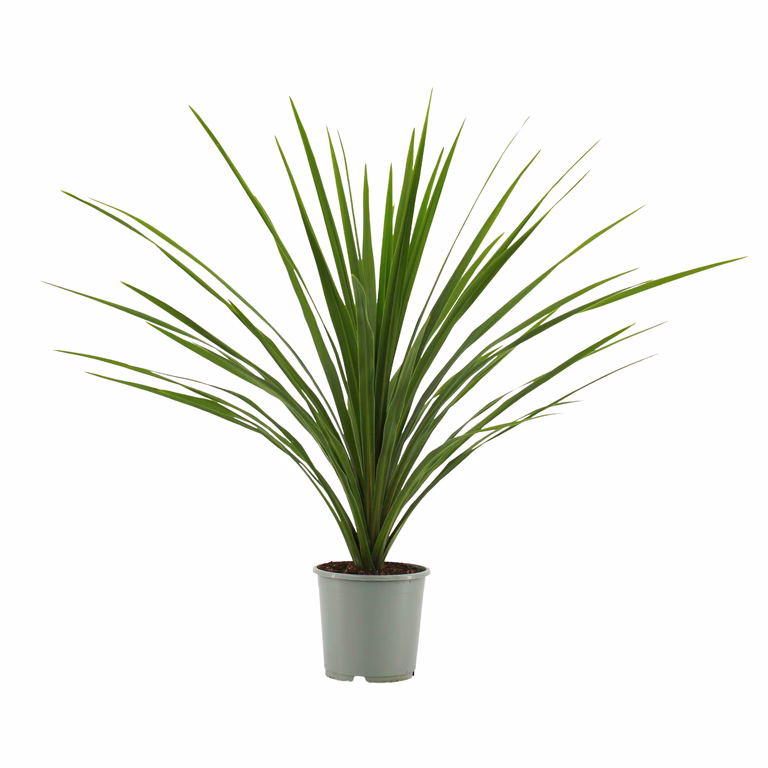 Cordyline a. 'Verde' 17 cm