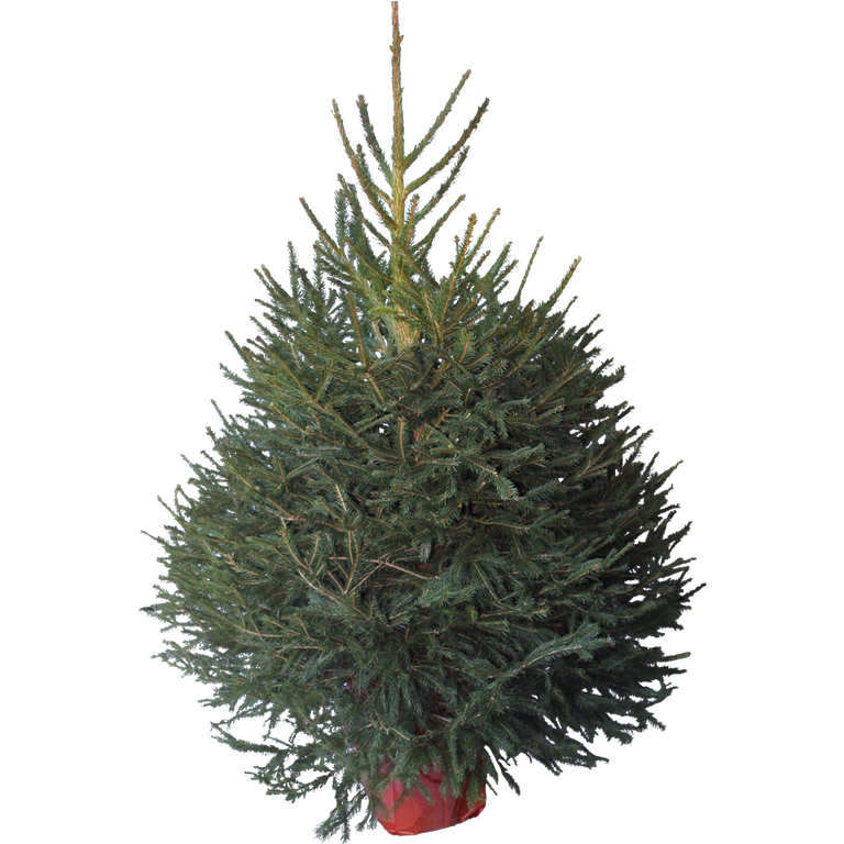 Picea abies 130 cm 27 cm
