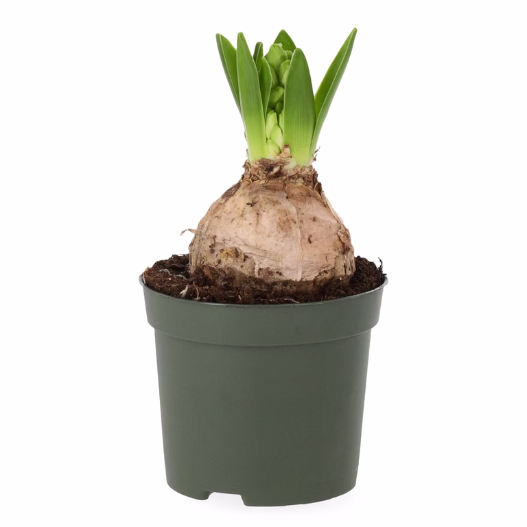 Hyacinthus 19+ White 9 cm