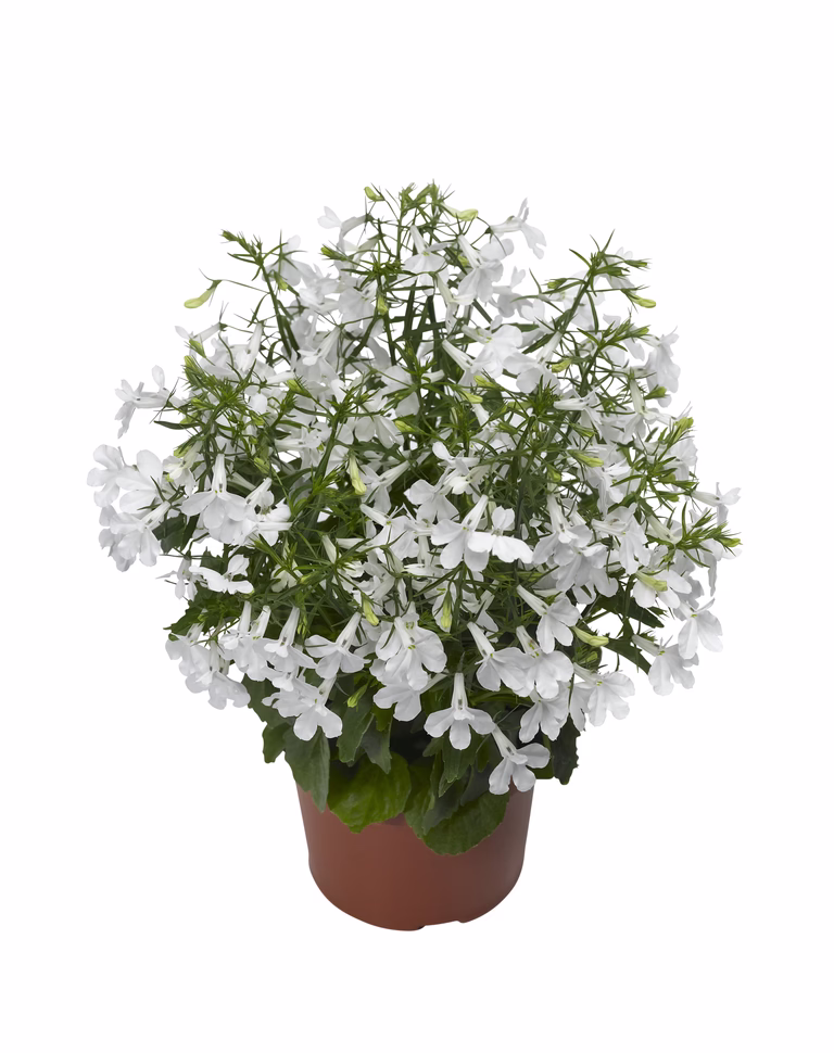 Lobelia