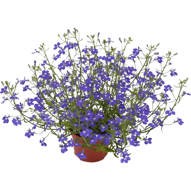 Lobelia