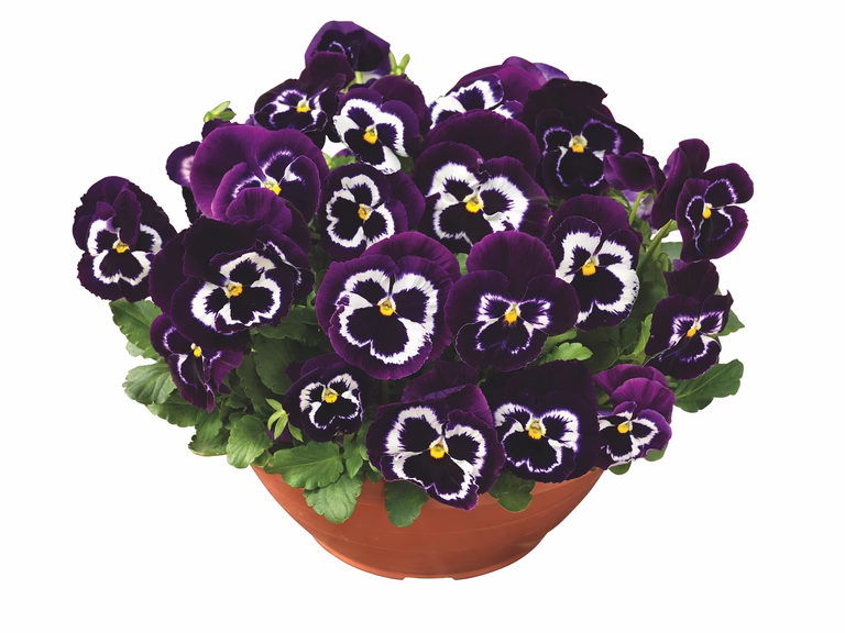 Viola big fl. bowl 27 cm
