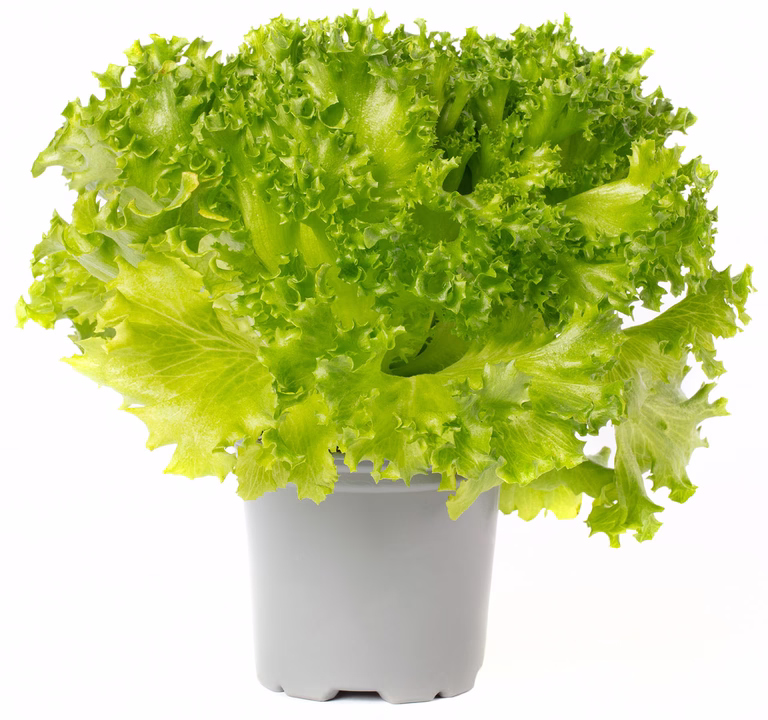 All N. Ready Lactuca Crispi 12 cm