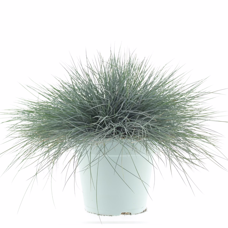 Blåsvingel 'Intense Blue'
