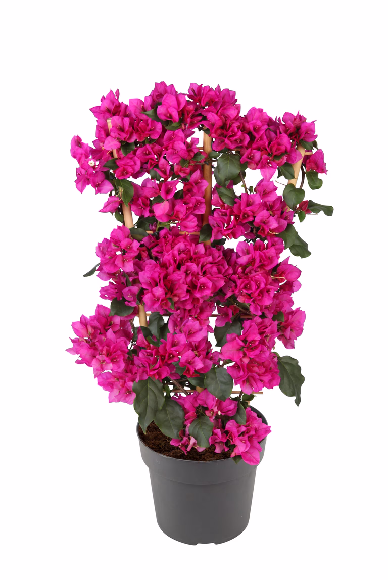 Trillingblomst på espalier